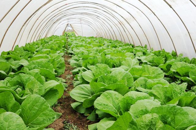 月出口量高达5000吨的鲜切蔬菜，即将迎来快速成长(图1)