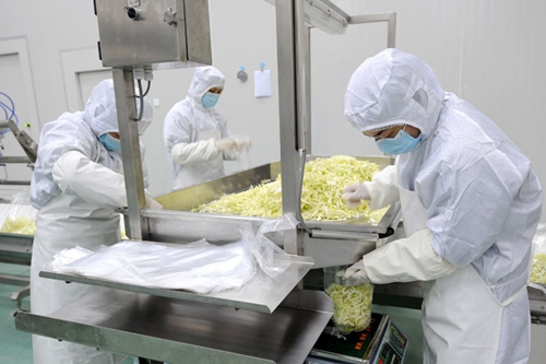 为您解读净菜加工生产线